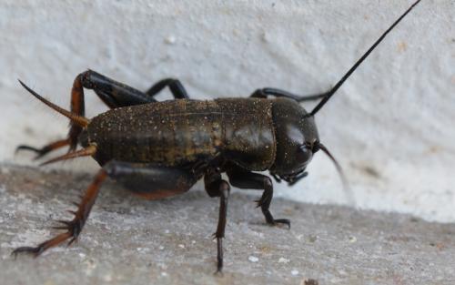 Réf. 289 022 : Gryllus campestris